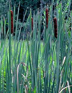 cattail stand